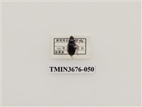 藏品(步行蟲(2))的圖片